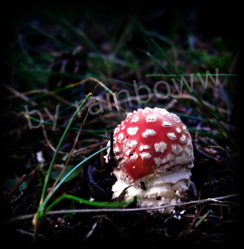 mushroom