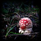 mushroom