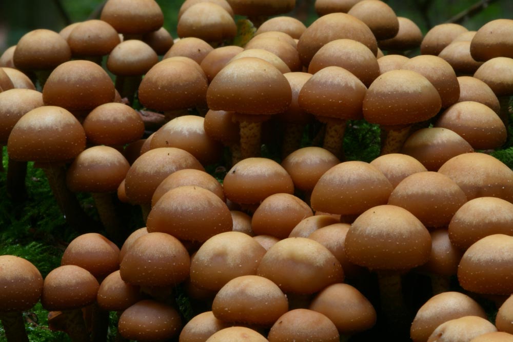 Mushroom Choir