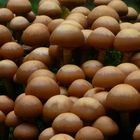 Mushroom Choir