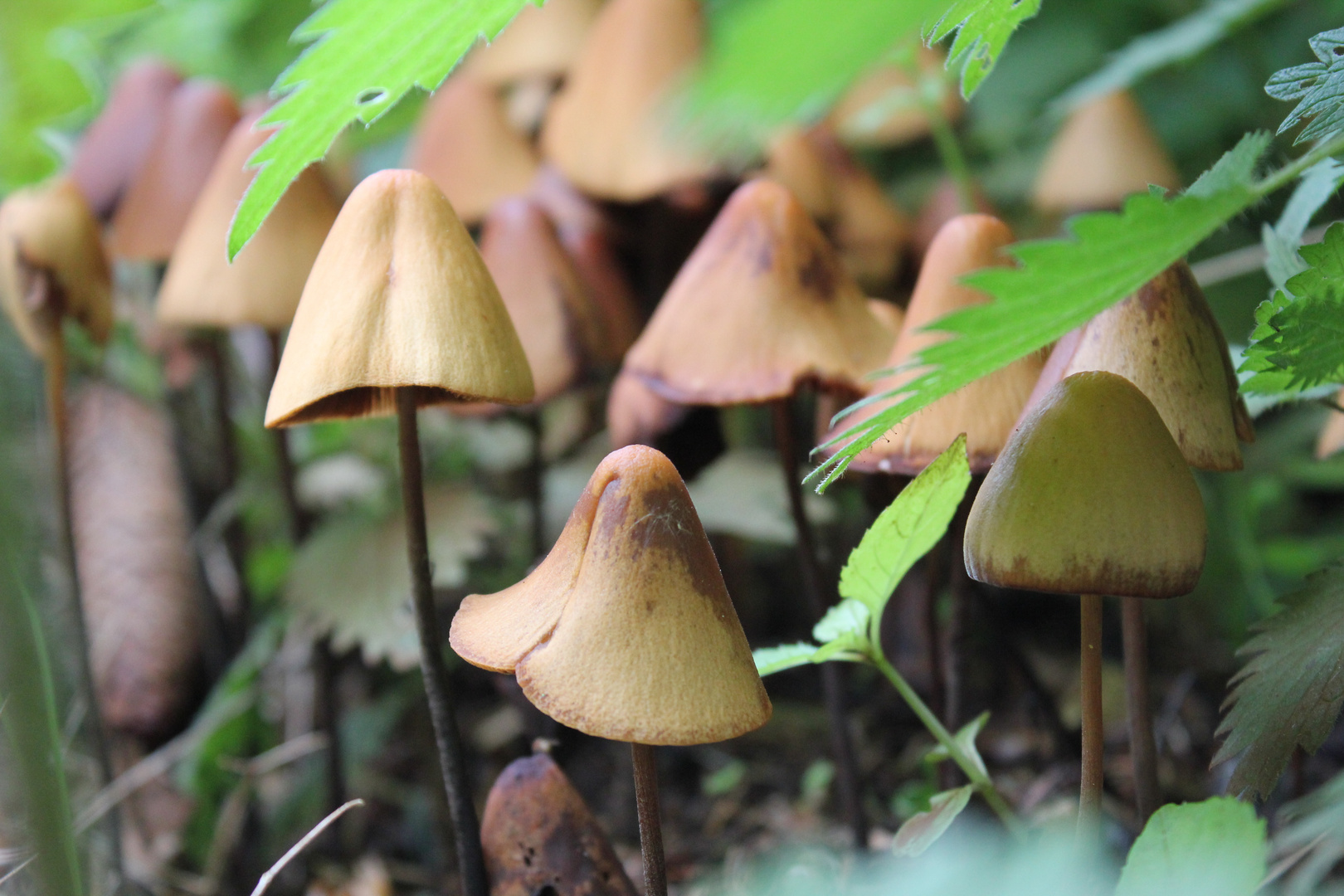 mushroom community