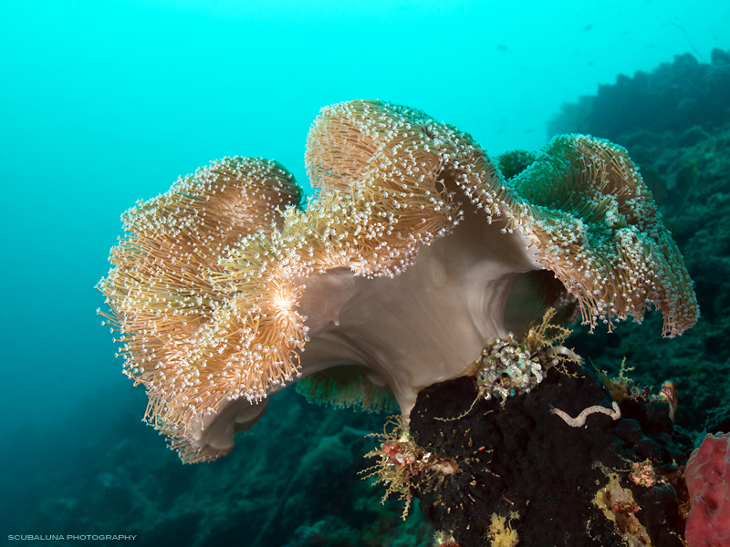 mushroom coral