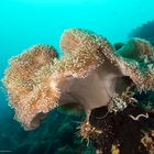 mushroom coral