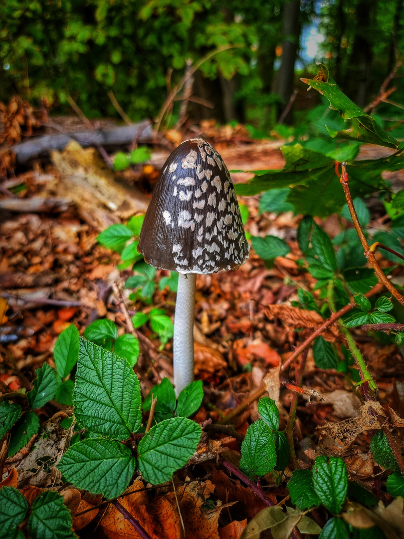 Mushroom