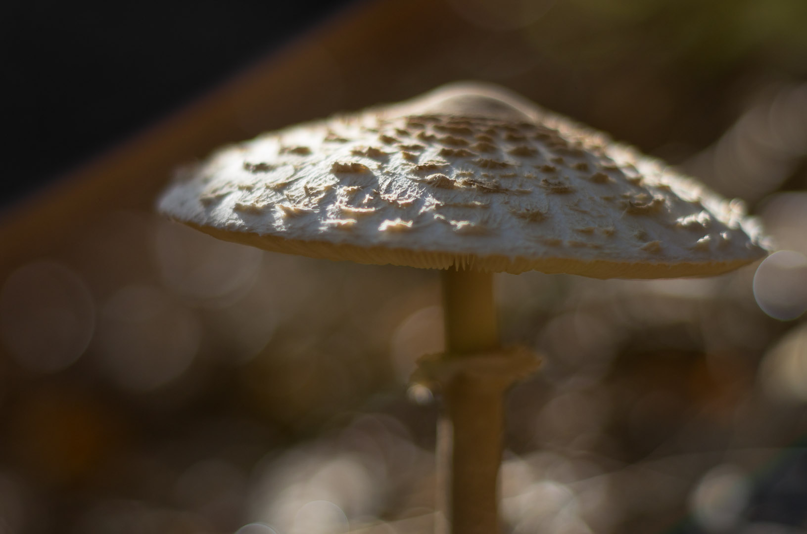 Mushroom dream