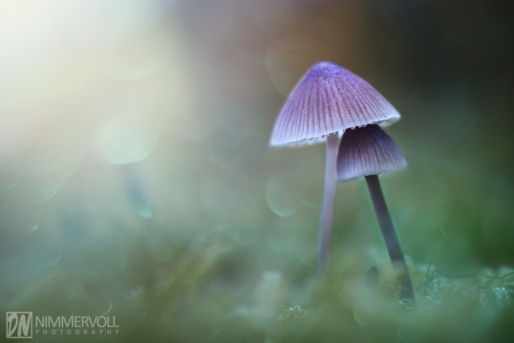 Mushroom dreamland