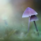 Mushroom dreamland