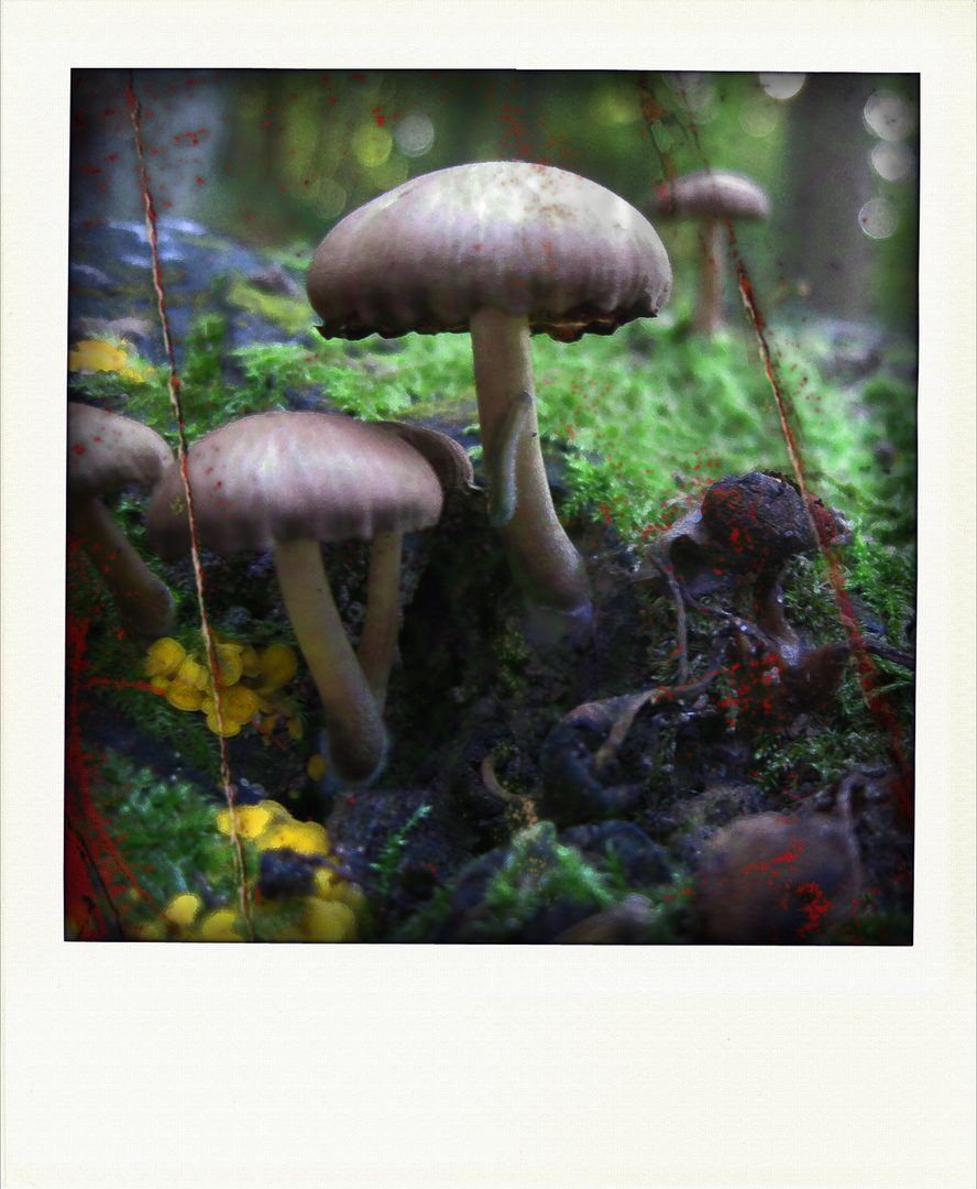 mushroom dreams