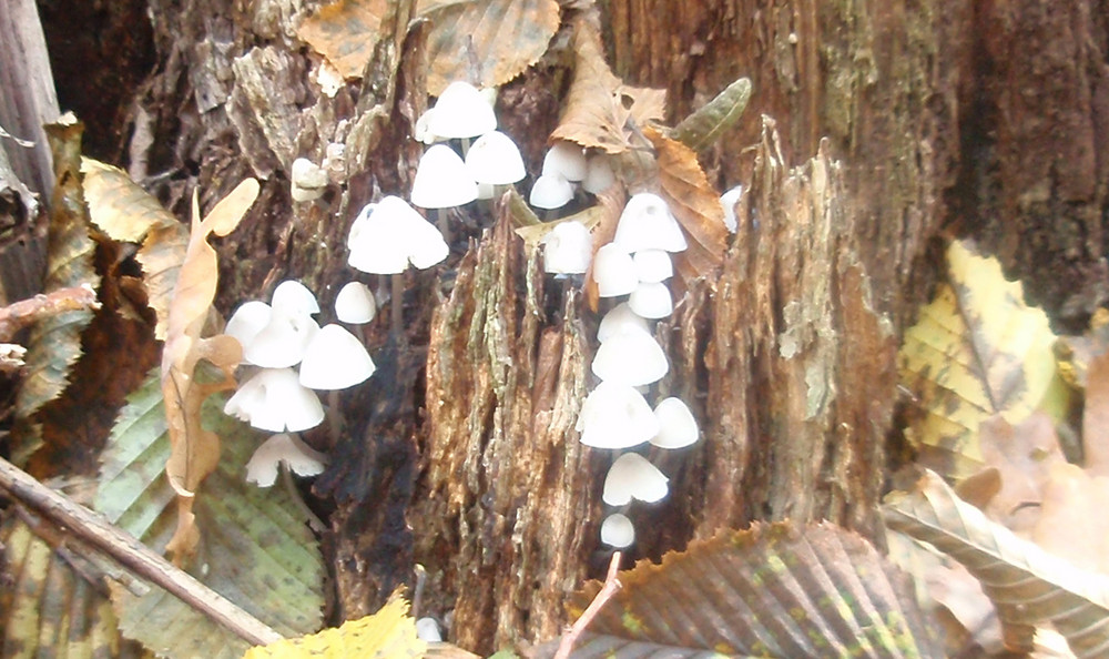 mushroom family