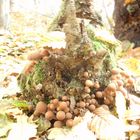mushroom family 2