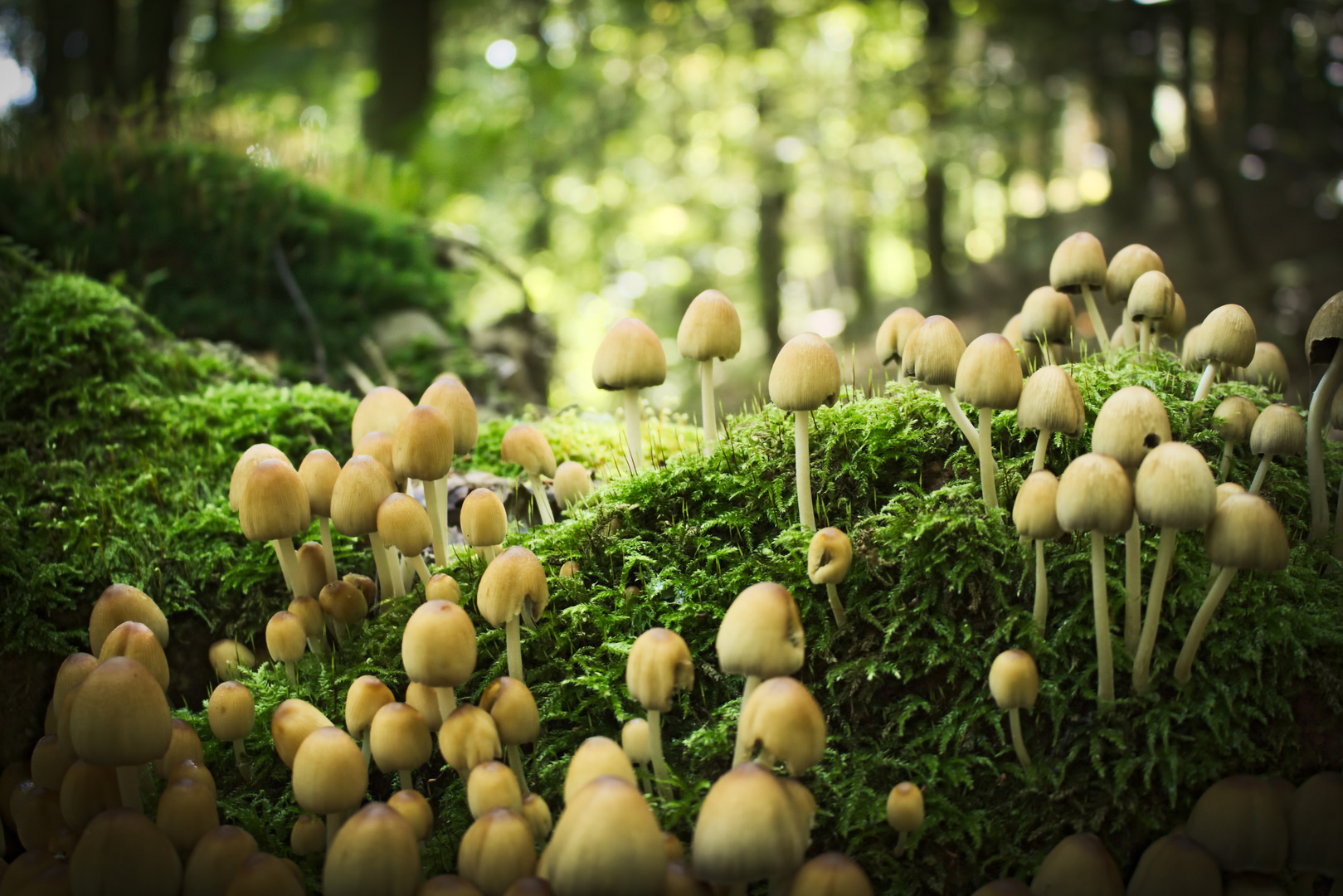 mushroom field