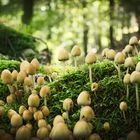mushroom field