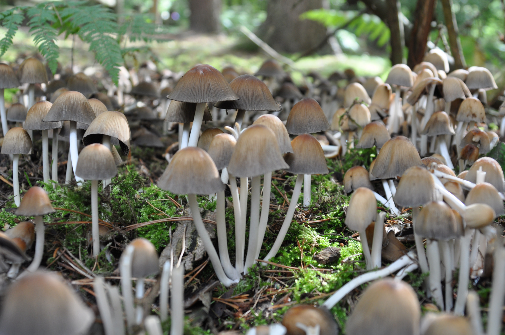 Mushroom Fields