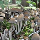 Mushroom Fields