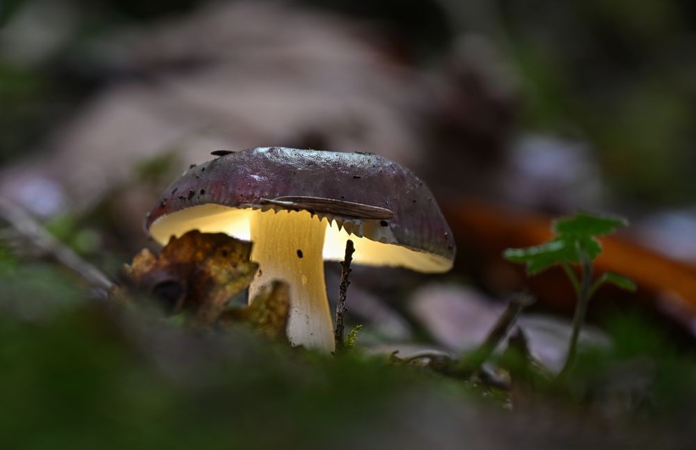  Mushroom Glow