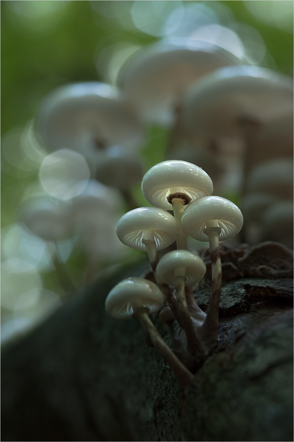 Mushroom Heaven