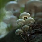 Mushroom Heaven