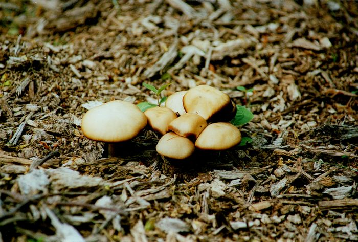 Mushroom huddle