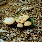 Mushroom huddle