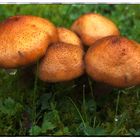 mushroom II