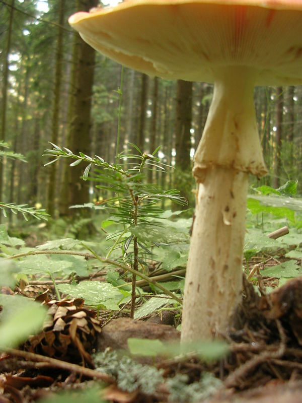 mushroom in bucium romania