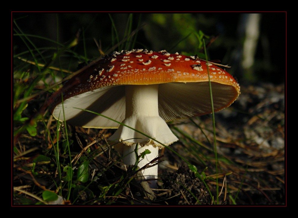 Mushroom in evening light