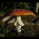 Mushroom in evening light