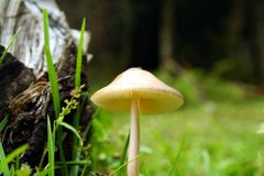Mushroom in India