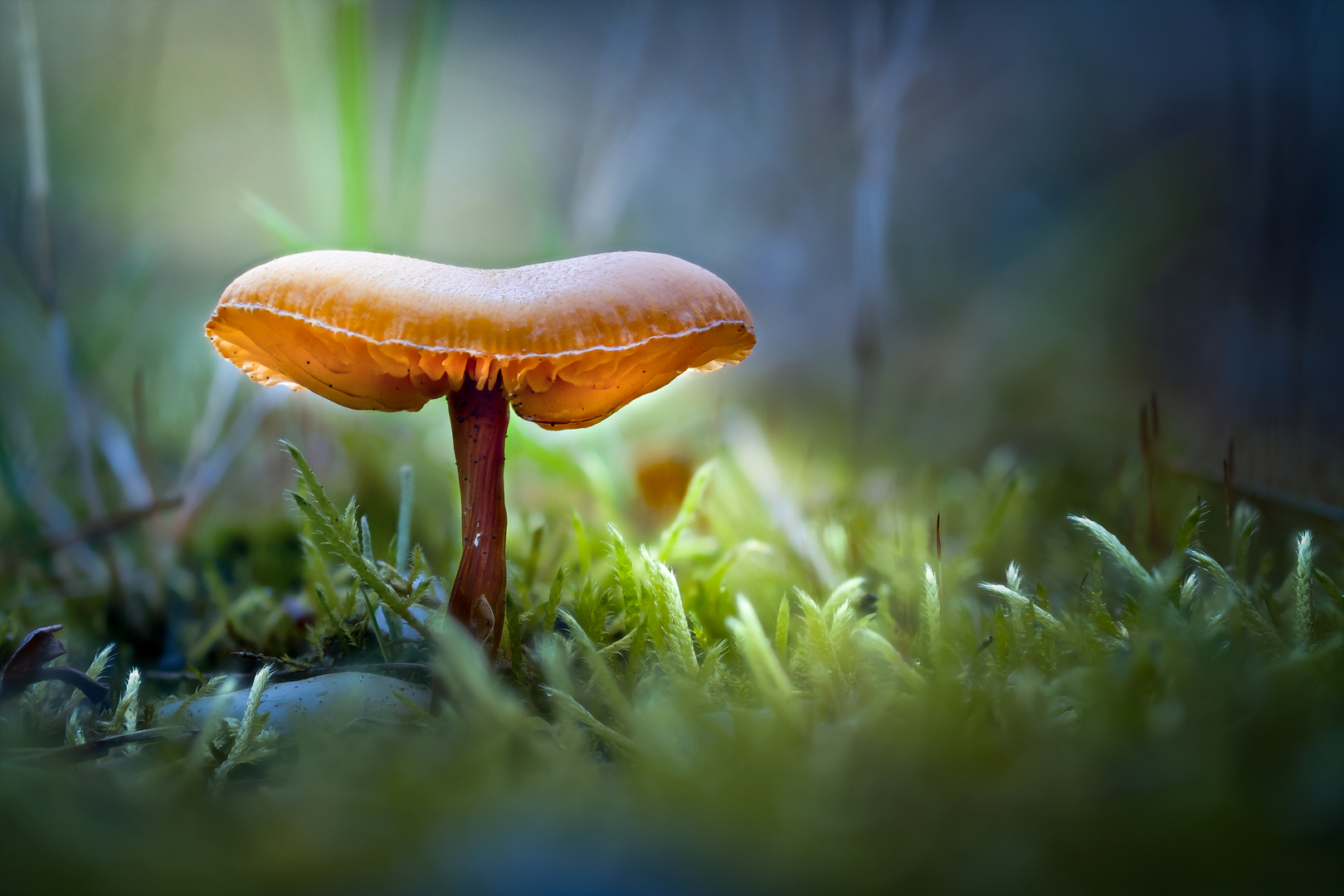 Mushroom in Light