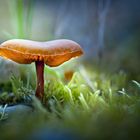 Mushroom in Light