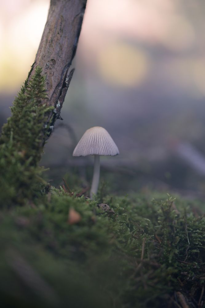 Mushroom in the Fog