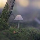 Mushroom in the Fog