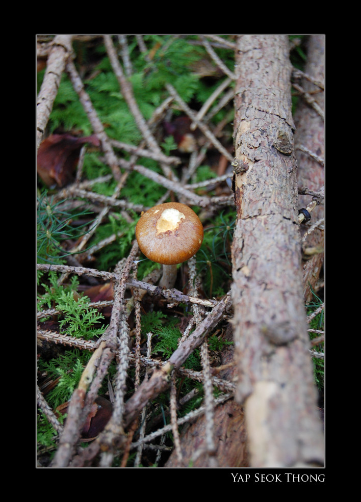 Mushroom in the forest