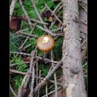 Mushroom in the forest