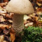 . mushroom in the forest .