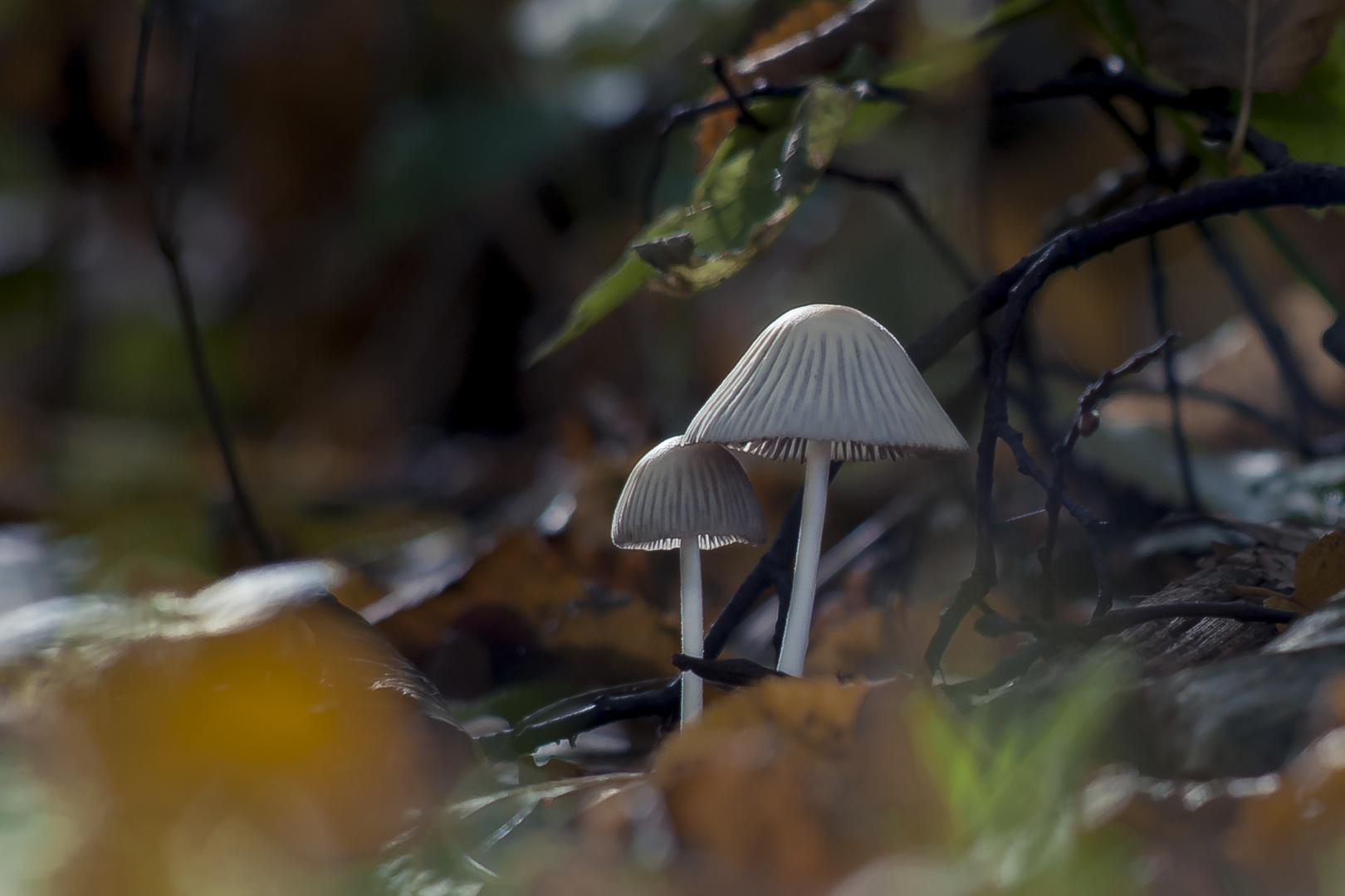 mushroom in the morning