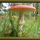 Mushroom in woods