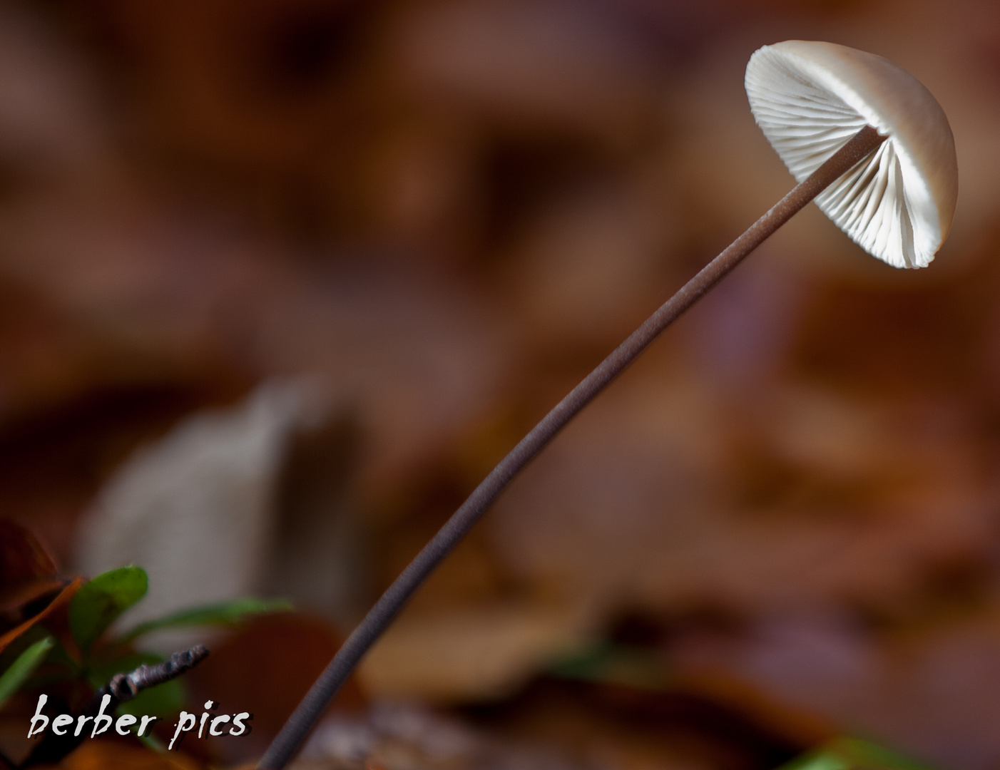 musHroOM laMp