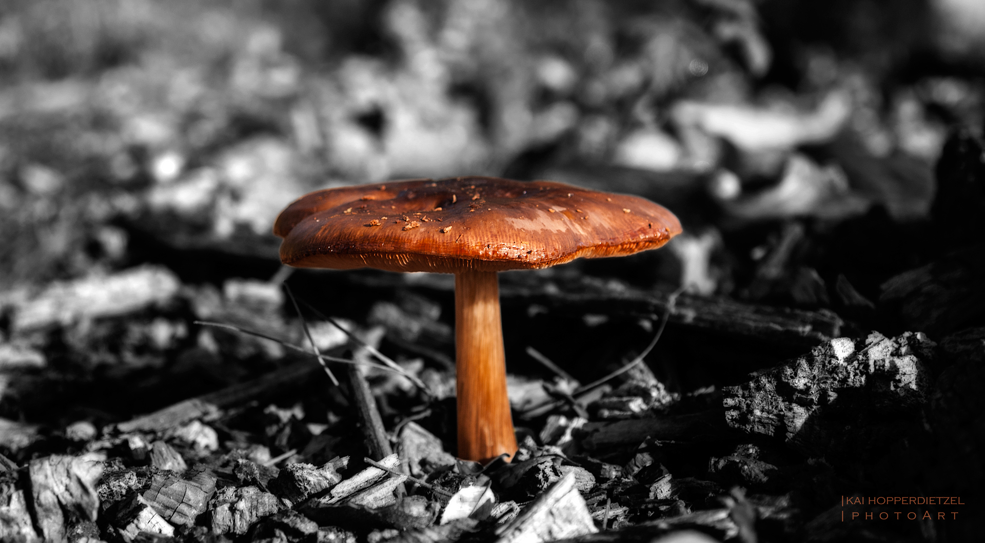 Mushroom Magic II