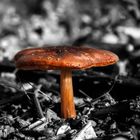Mushroom Magic II