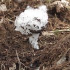 Mushroom of snow