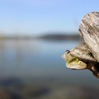 mushroom on the bough