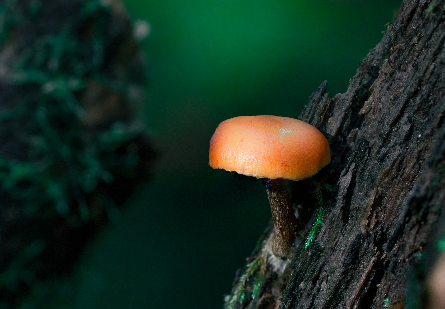 Mushroom on Tree