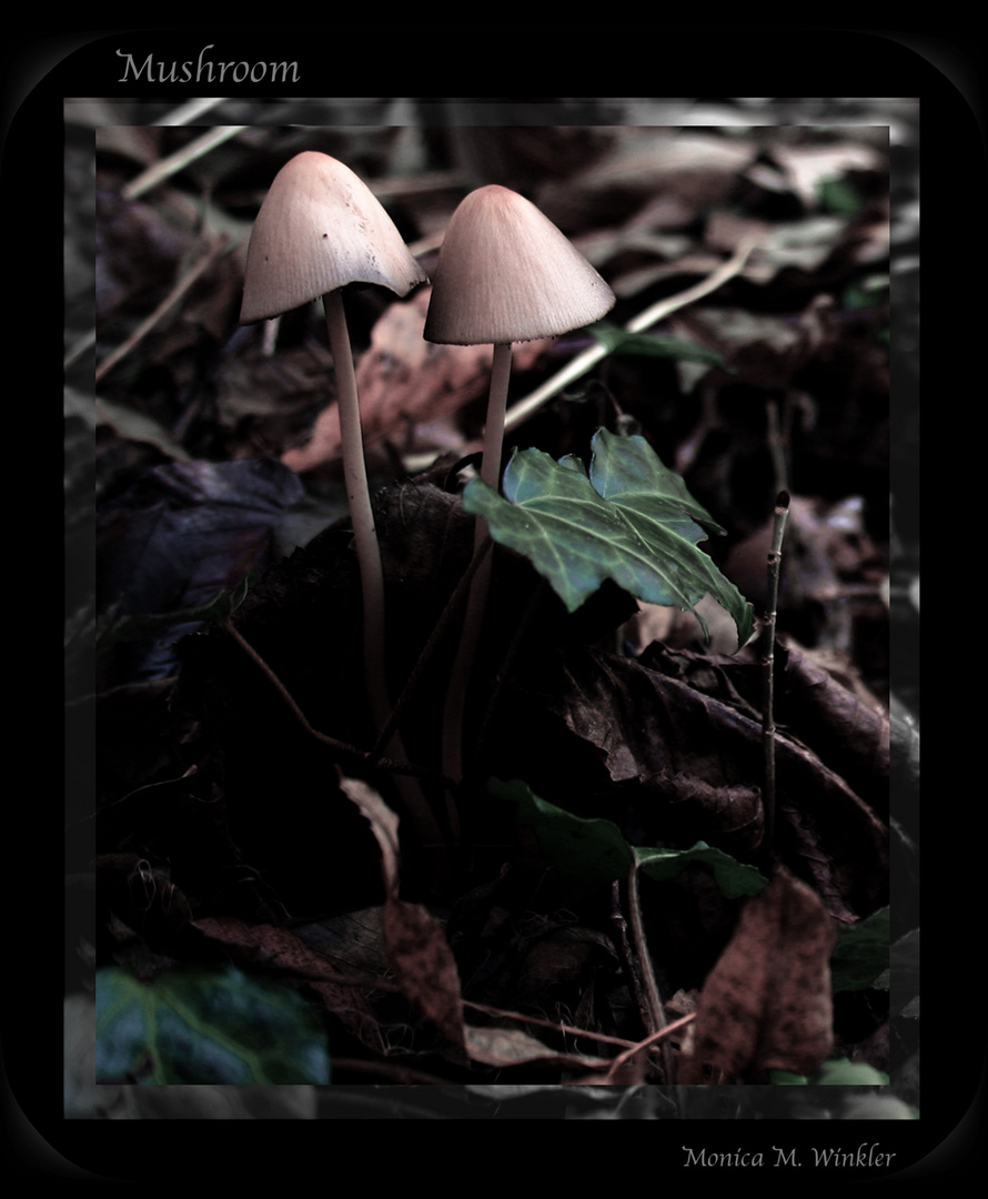 Mushroom Pair