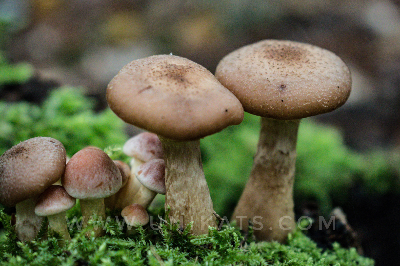 Mushroom Party 