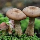 Mushroom Party 