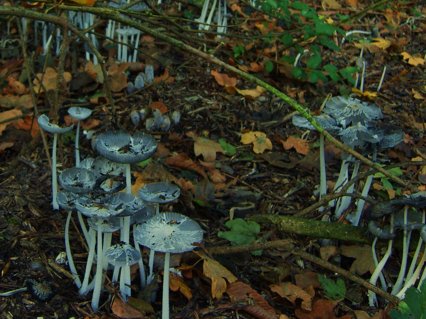 Mushroom Party