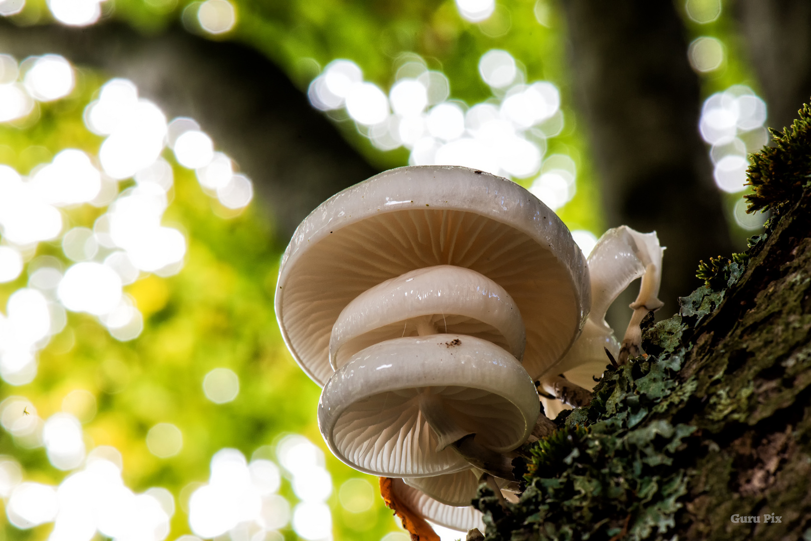 Mushroom Party