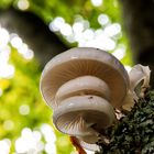 Mushroom Party