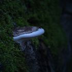 Mushroom Plateau